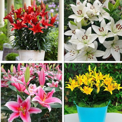 Elegant lilies are easy to grow and take care of. They bloom all year round. Their fragrance is more fragrant than Chanel perfume. They are the best gift for your mother on Mother's Day.