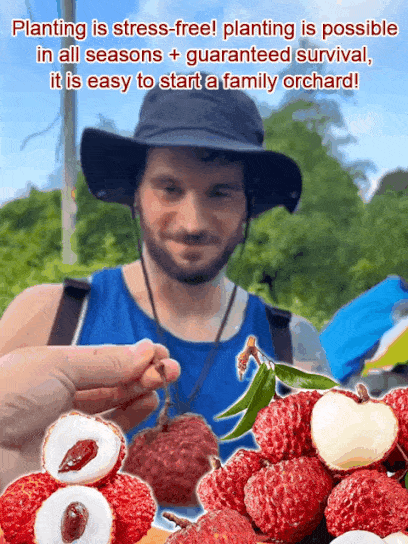 Selected lychee saplings！Frucht größer als Ei, dickes Fleisch! 99% Überlebensrate