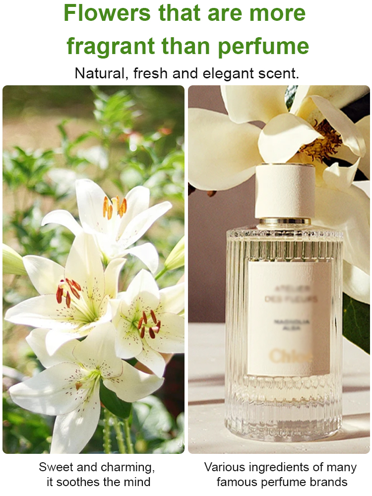 Elegant lilies are easy to grow and take care of. They bloom all year round. Their fragrance is more fragrant than Chanel perfume. They are the best gift for your mother on Mother's Day.