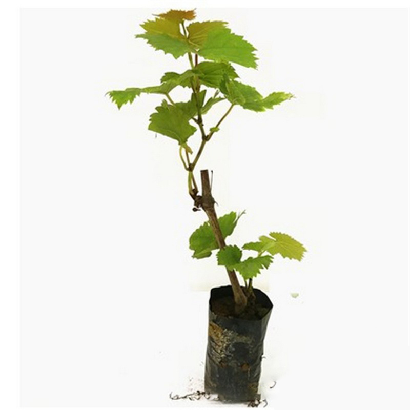 A new variety developed by Harvard University and the Japanese Agricultural Association, with a 99% survival rate and fruits larger than ping-pong balls. The skin is thin and the flesh is thick. It tastes very sweet and can bear fruit for decades.