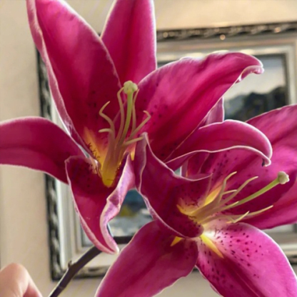 Elegant lilies are easy to grow and take care of. They bloom all year round. Their fragrance is more fragrant than Chanel perfume. They are the best gift for your mother on Mother's Day.
