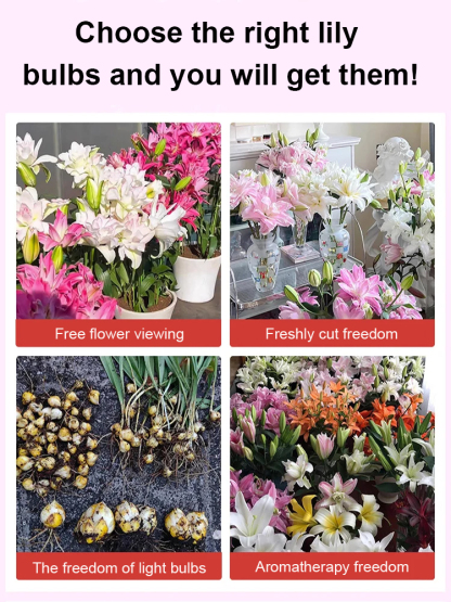 Elegant lilies are easy to grow and take care of. They bloom all year round. Their fragrance is more fragrant than Chanel perfume. They are the best gift for your mother on Mother's Day.