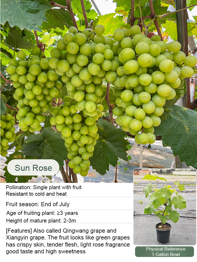 A new variety developed by Harvard University and the Japanese Agricultural Association, with a 99% survival rate and fruits larger than ping-pong balls. The skin is thin and the flesh is thick. It tastes very sweet and can bear fruit for decades.
