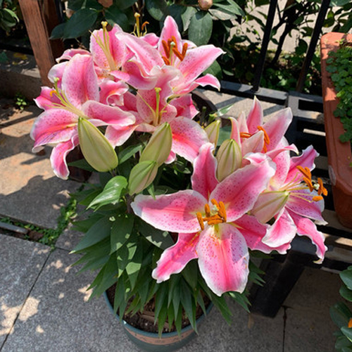 Elegant lilies are easy to grow and take care of. They bloom all year round. Their fragrance is more fragrant than Chanel perfume. They are the best gift for your mother on Mother's Day.