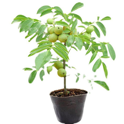 Premium thin-shelled pecan seedlings – plant now, harvest next year!
