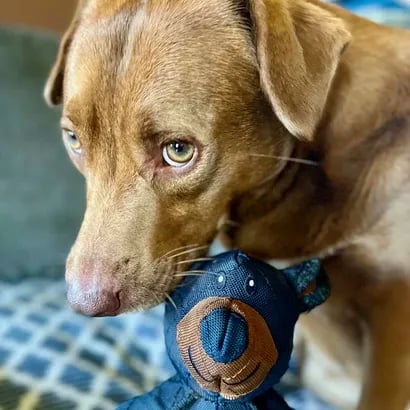 🔥Last Day 48% OFF-🧸2026 New Mighty Bear Pet Toy