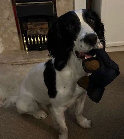 🔥Last Day 48% OFF-🧸2026 New Mighty Bear Pet Toy