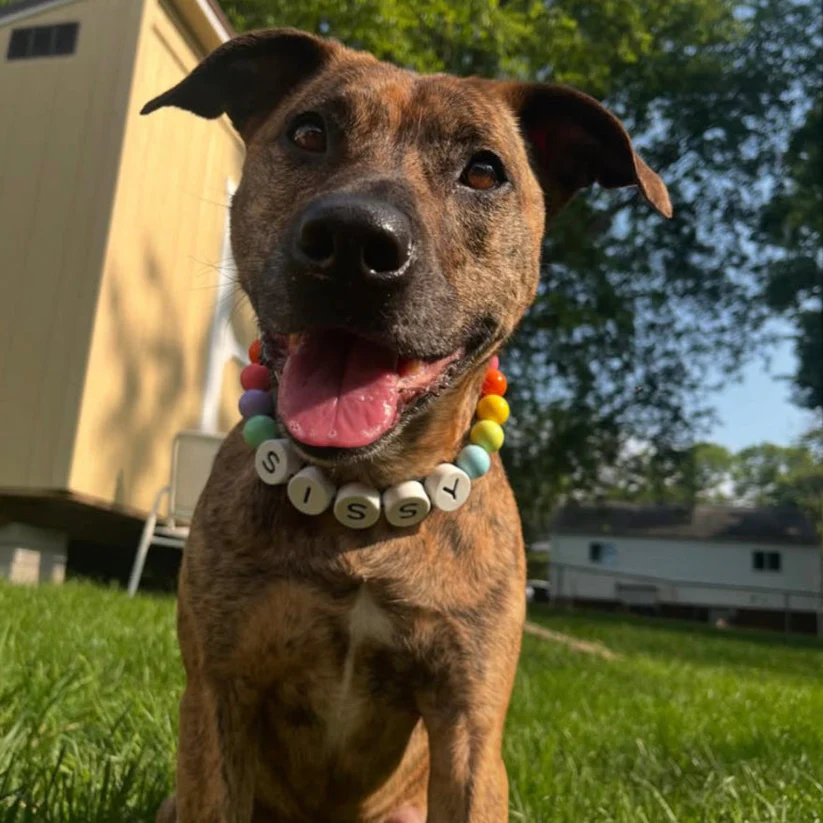 BFF Dog Collar + Free Matching Bracelet (BUY 2 GET 1 FREE)