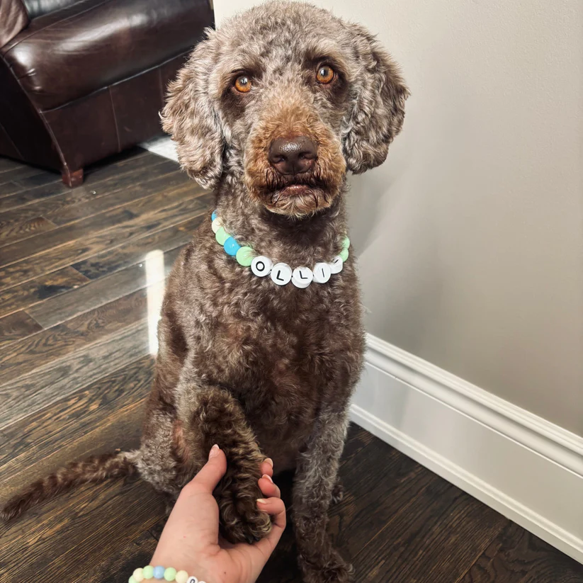 BFF Dog Collar + Free Matching Bracelet (BUY 2 GET 1 FREE)
