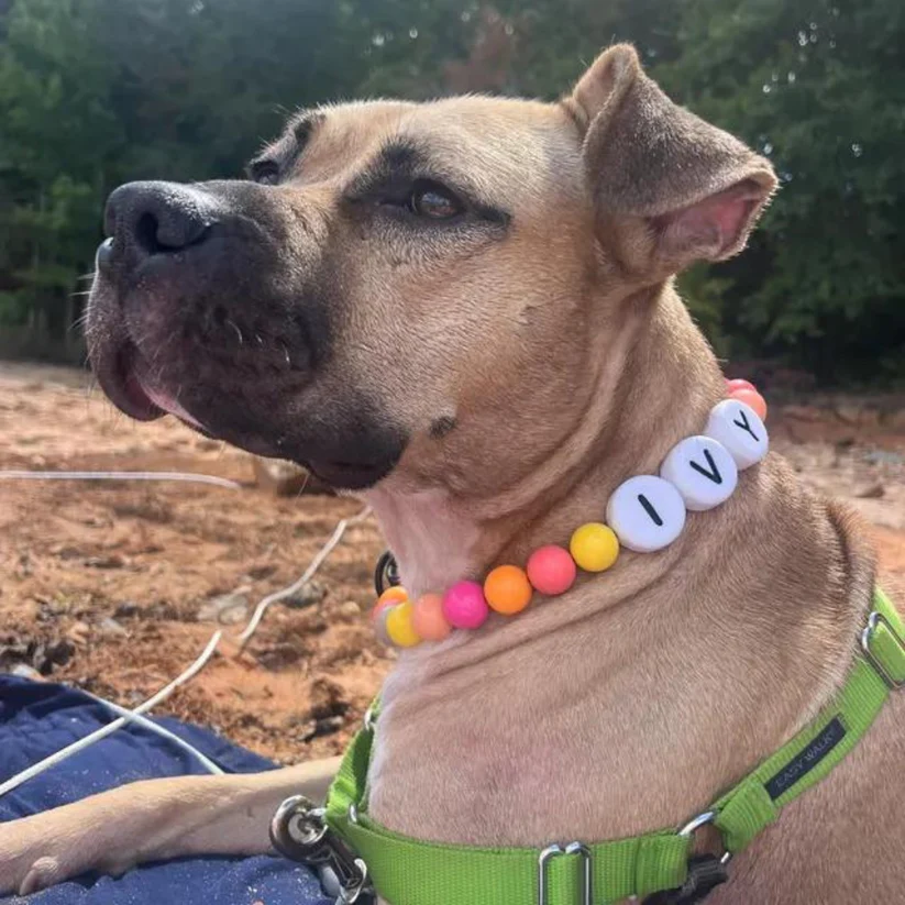BFF Dog Collar + Free Matching Bracelet (BUY 2 GET 1 FREE)