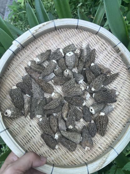 모렐버섯