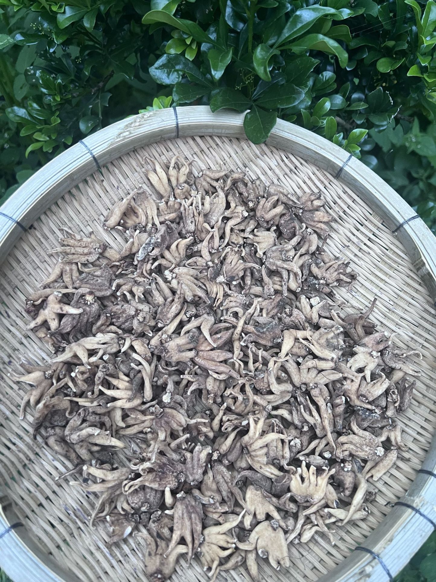수장삼