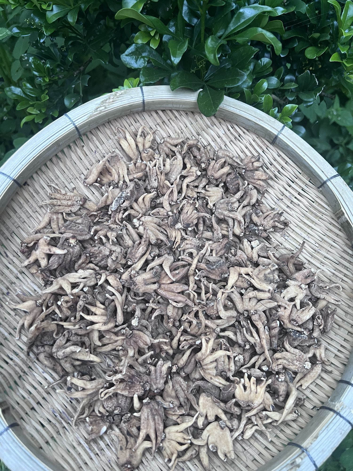수장삼