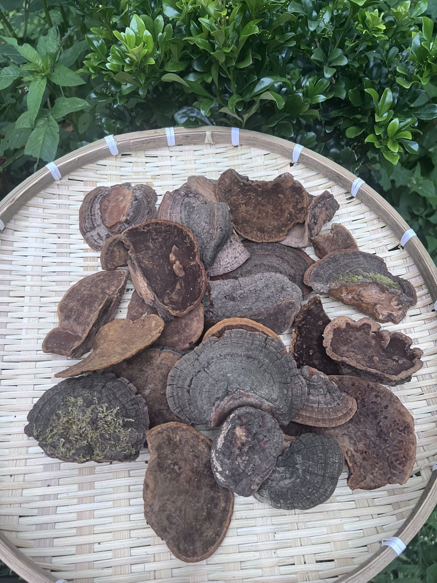 상황버섯