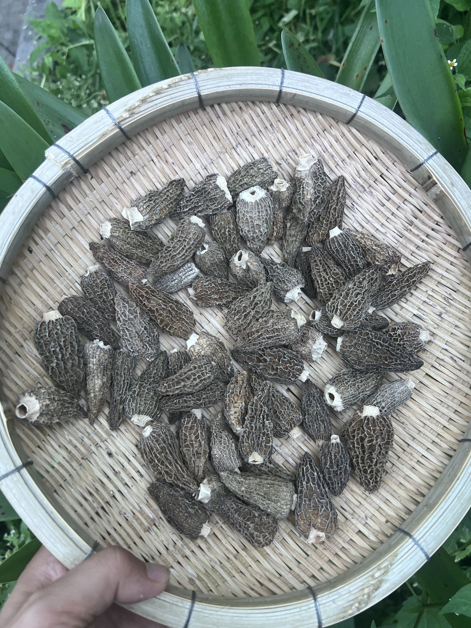 모렐버섯
