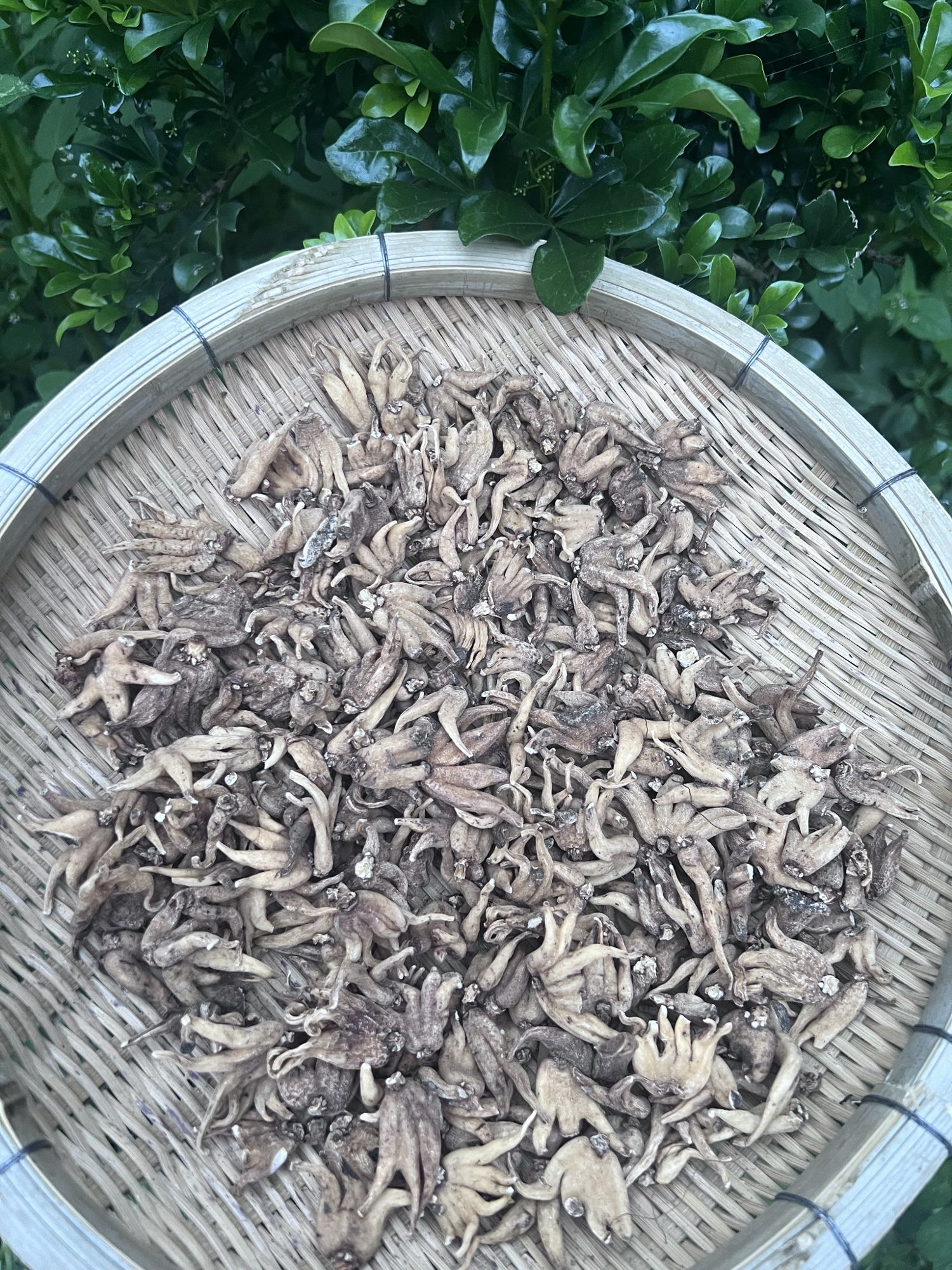 수장삼