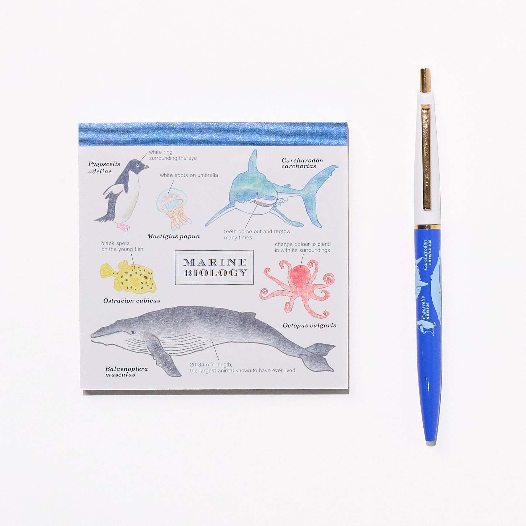 Marine Biology STUDY HOLIC Bundle / GreenFlash - bungu
