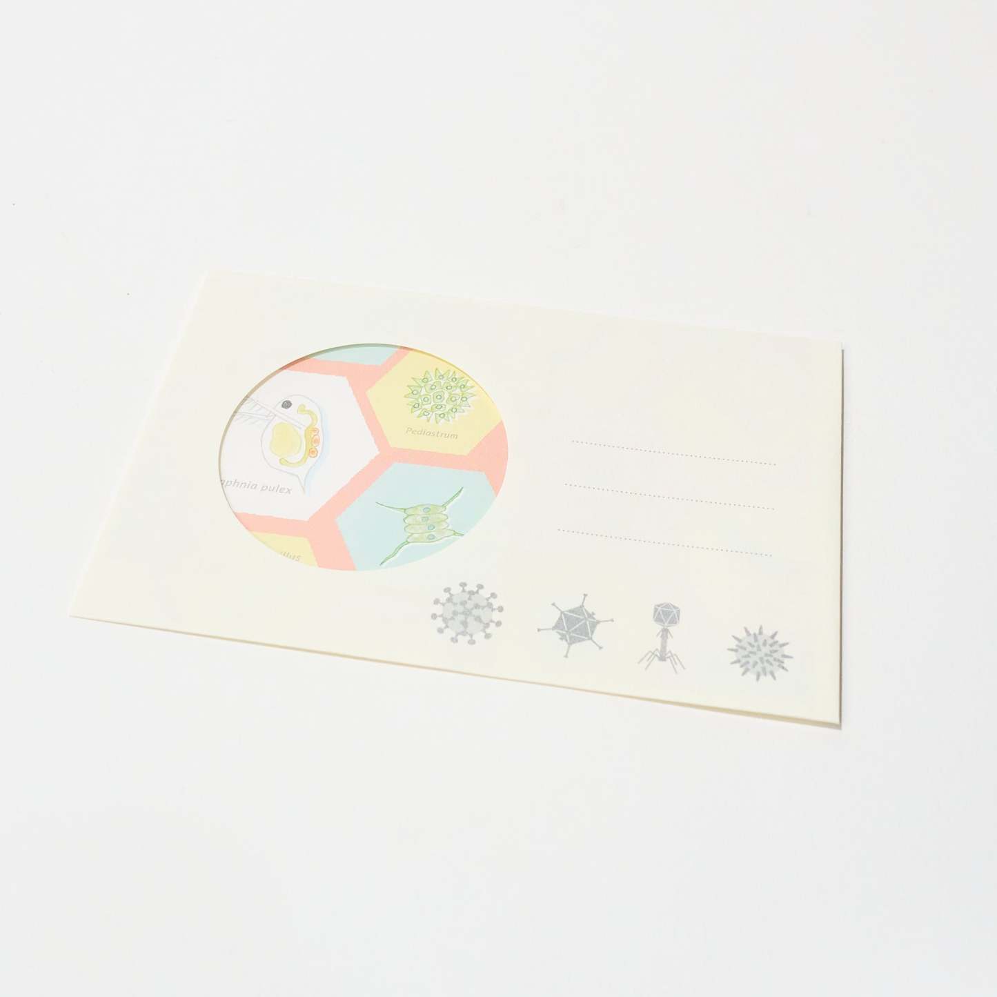 Microbiology STUDY HOLIC Bundle / GreenFlash - bungu