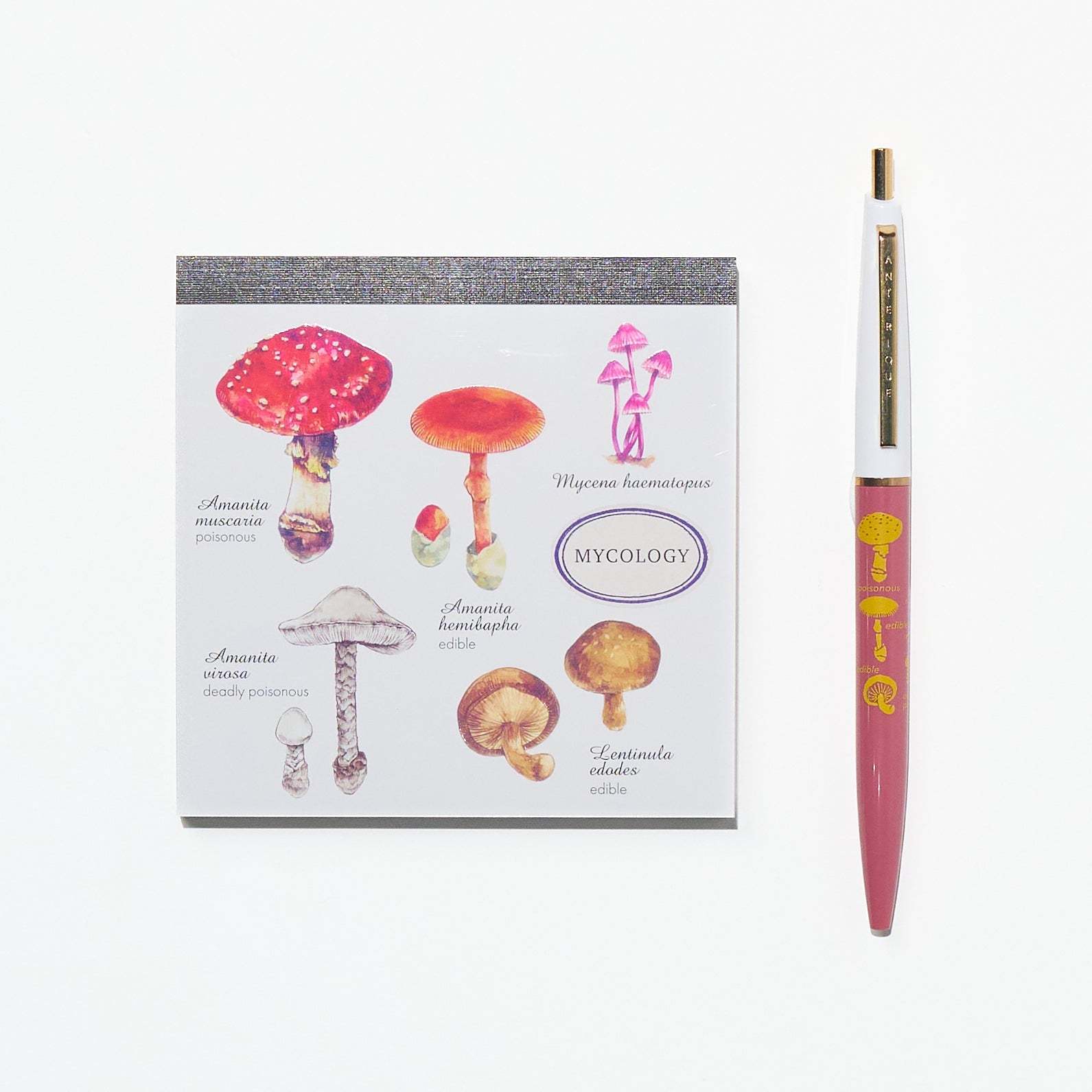 Mycology STUDY HOLIC Bundle / GreenFlash - bungu