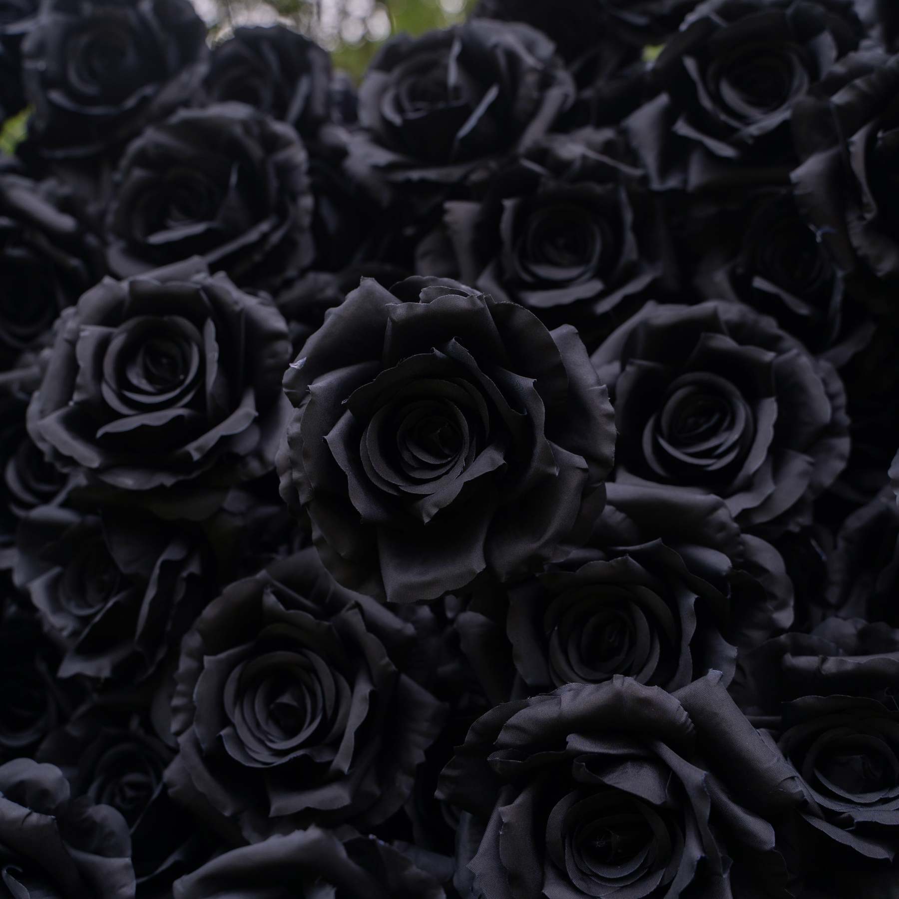 Midnight：3D Fabric Artificial rolling up curtain Black Rose Flower Wall