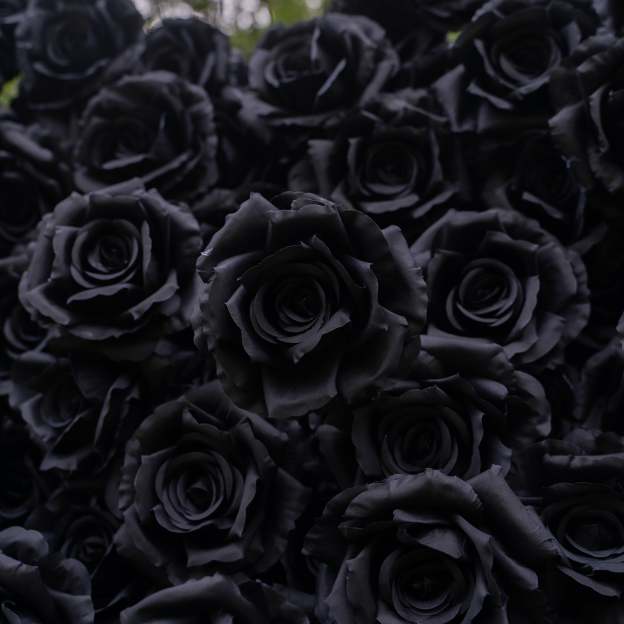 Midnight：3D Fabric Artificial rolling up curtain Black Rose Flower Wall