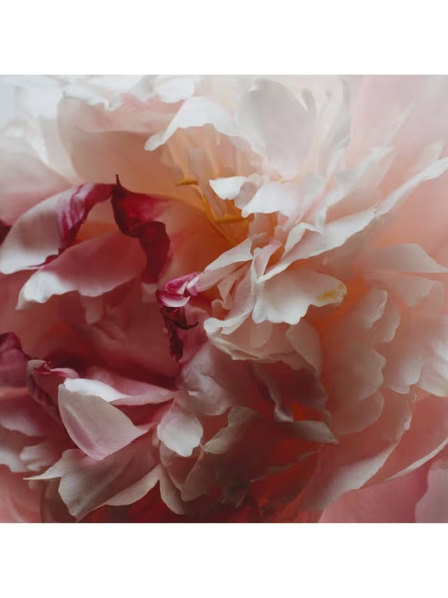 Peony & Blush Suede Classic Candle