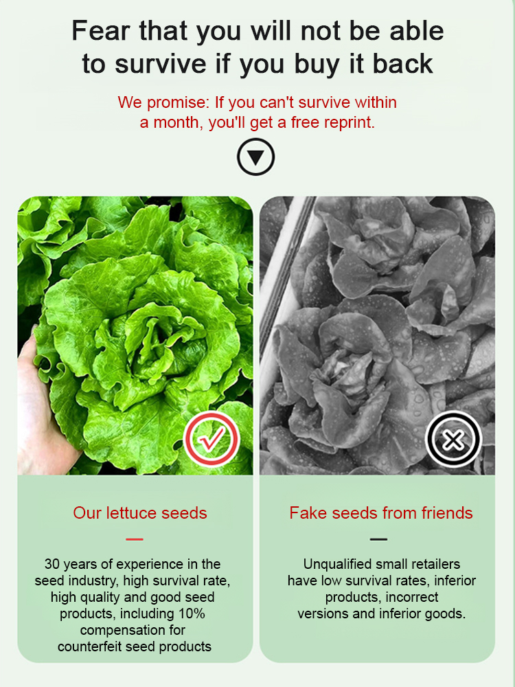 [3000 seeds per pack： Plant once and enjoy a year's supply] 3-day germination, 4-season fast-growing hydroponic lettuce seeds