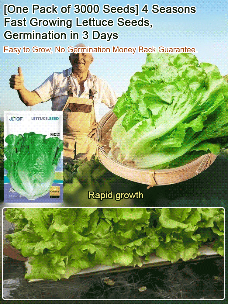 [3000 seeds per pack： Plant once and enjoy a year's supply] 3-day germination, 4-season fast-growing hydroponic lettuce seeds