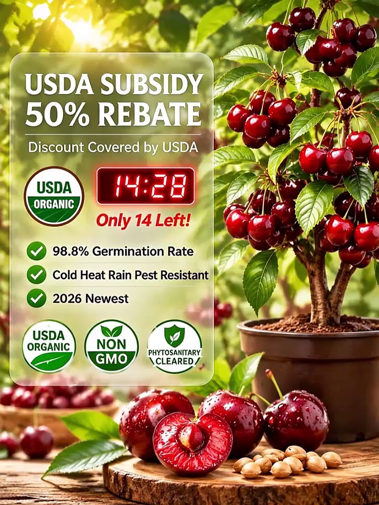 [100% Germination Guarantee] 4J XXL Regina Sweet Cherry Seeds | Carefully Selected Seeds with High Germination Rates | Bears Fruit Within One Year of Planting | Ideal for Balconies and Gardens | Cold-Hardy to -20°C 🍒