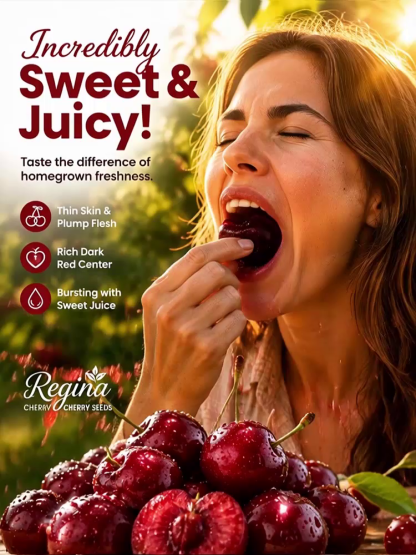 [100% Germination Guarantee] 4J XXL Regina Sweet Cherry Seeds | Carefully Selected Seeds with High Germination Rates | Bears Fruit Within One Year of Planting | Ideal for Balconies and Gardens | Cold-Hardy to -20°C 🍒