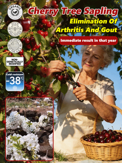 【100% Growth Guaranteed】4J XXL Dwarf Cherry | Harvest in the first year | Suitable for home and garden planting | Hardy to -20°C | Buy one get one free 🍒