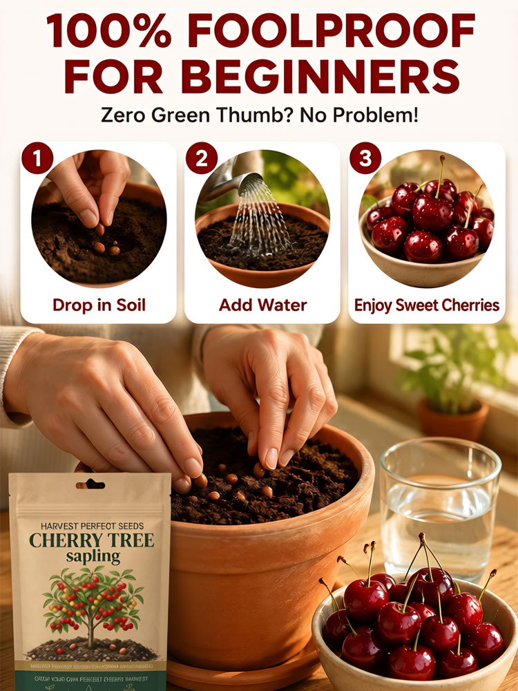 [100% Germination Guarantee] 4J XXL Regina Sweet Cherry Seeds | Carefully Selected Seeds with High Germination Rates | Bears Fruit Within One Year of Planting | Ideal for Balconies and Gardens | Cold-Hardy to -20°C 🍒