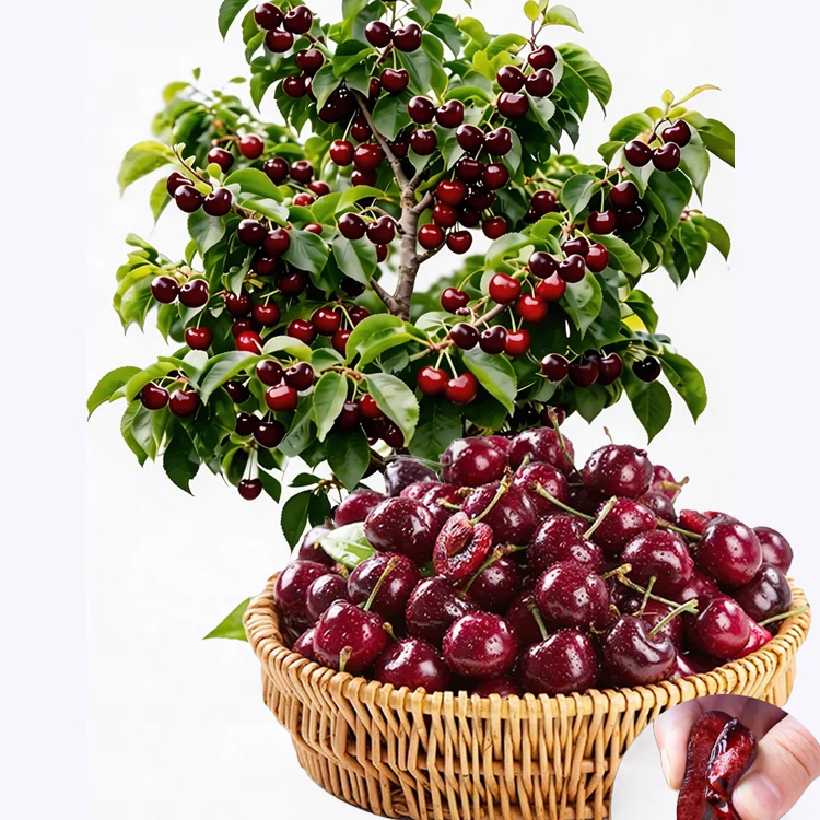 【No fruit, full refund】This cherry is a hybrid of Japan's finest Sato Nishiki variety and Washington's Bing cherry.