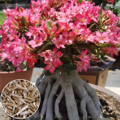 🌹【Desert Rose】Natural perfume, heat and cold resistant, 🌸 flowering period over 200 days! 💧 Only need to water twice a year!