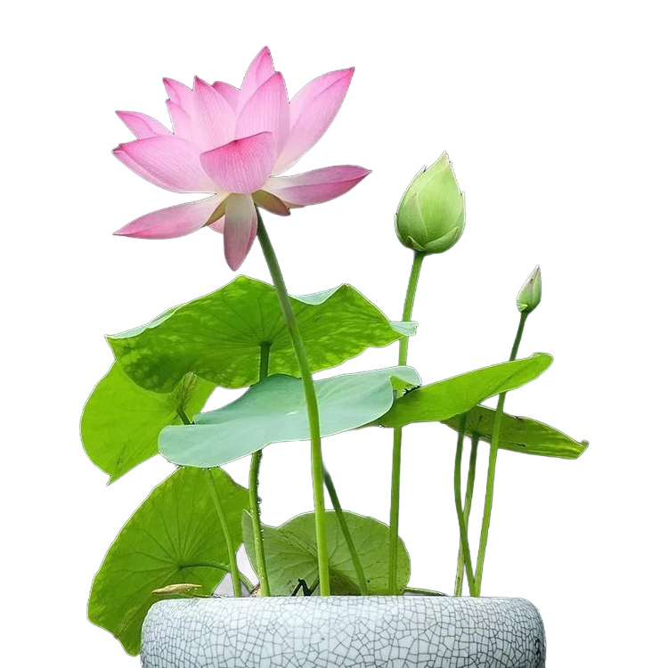 【Transfer and Lucky】 View hidroponikus tál lótusz