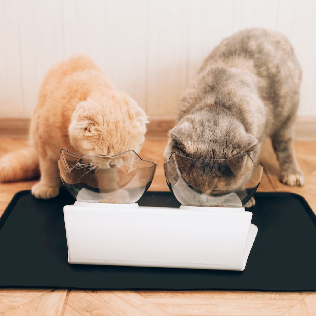 Orthopedic Anti-Vomiting Cat Feeder (BUY 2 GET FREE SHIPPING)