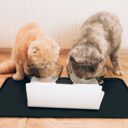 Orthopedic Anti-Vomiting Cat Feeder (BUY 2 GET FREE SHIPPING)