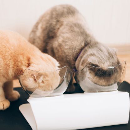 Orthopedic Anti-Vomiting Cat Feeder (BUY 2 GET FREE SHIPPING)