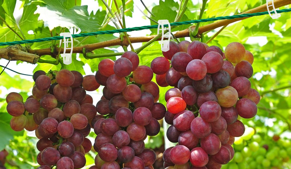 Tomato Clips, Plastic Trellis Clips