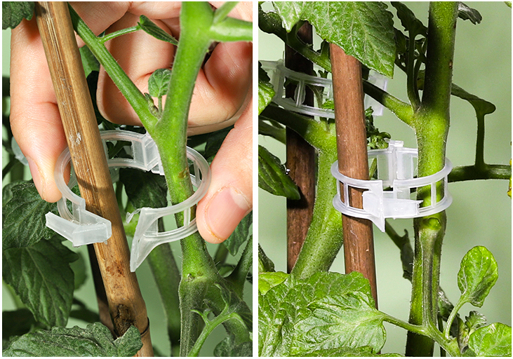 Tomato Clips, Plastic Trellis Clips