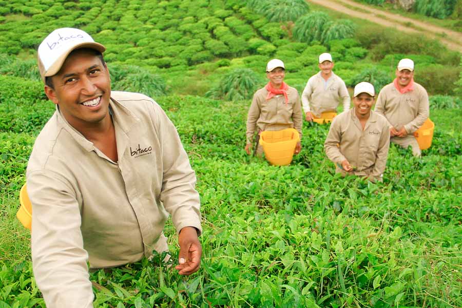 five men stand in a tea field