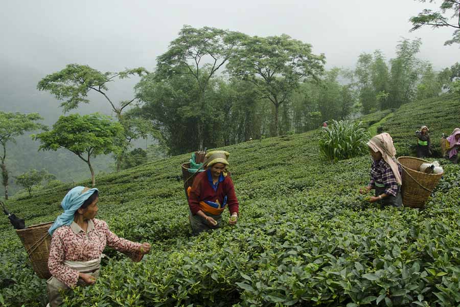 three women pick teas in a tea field