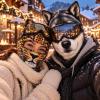 Funny Cat and Dog Winter Ski Gifts - Ski Mask With Ears