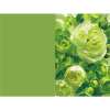 Pearl Paper Thank You Card & Envelope Set Premium Shimmer Greeting Card Set for Gifts and Occasions