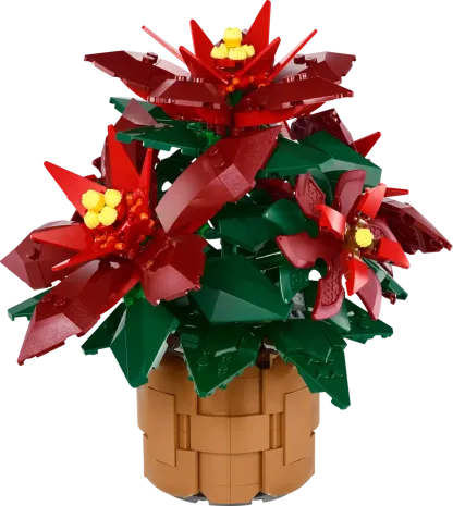 Poinsettia