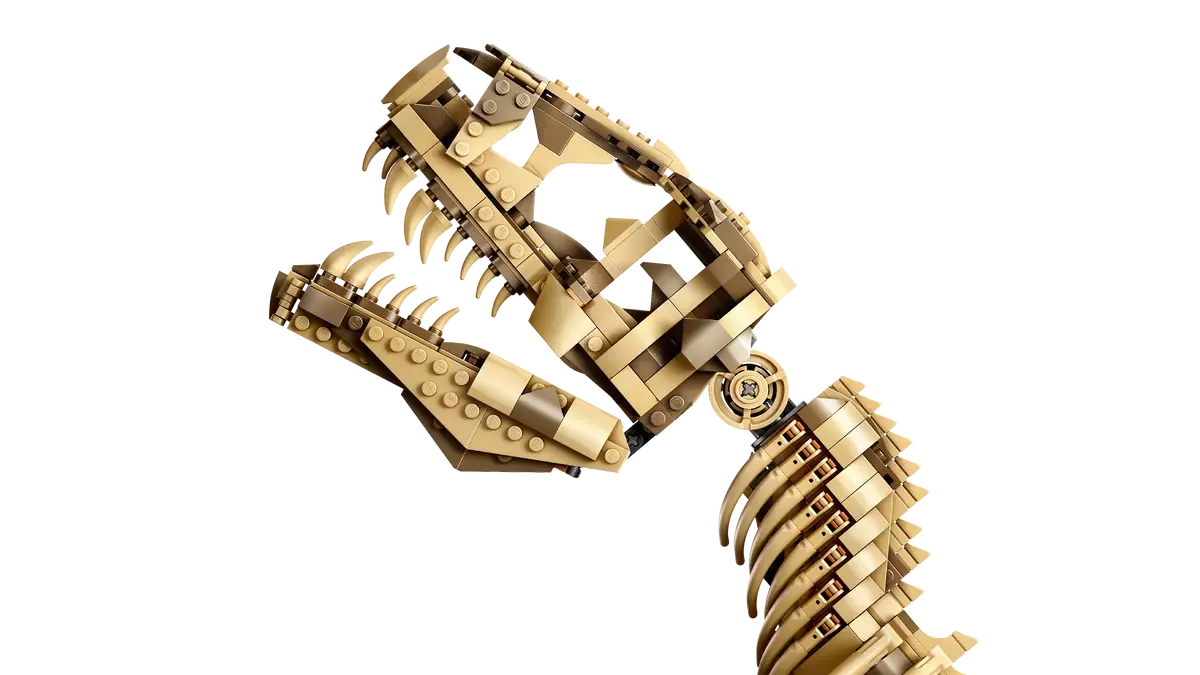 Dinosaur Fossils: Tyrannosaurus rex