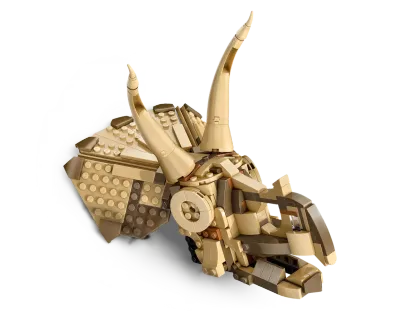 Dinosaur Fossils: Triceratops Skull