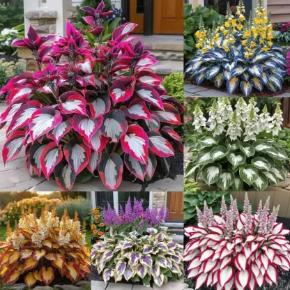 🌱Premium Rare Hosta Seeds🌿Shade-Tolerant Plant