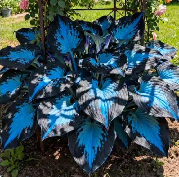 🌱Premium Rare Hosta Seeds🌿Shade-Tolerant Plant