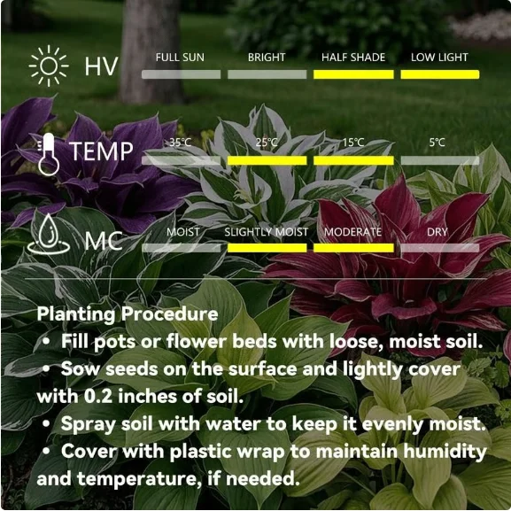 🌱Premium Rare Hosta Seeds🌿Shade-Tolerant Plant